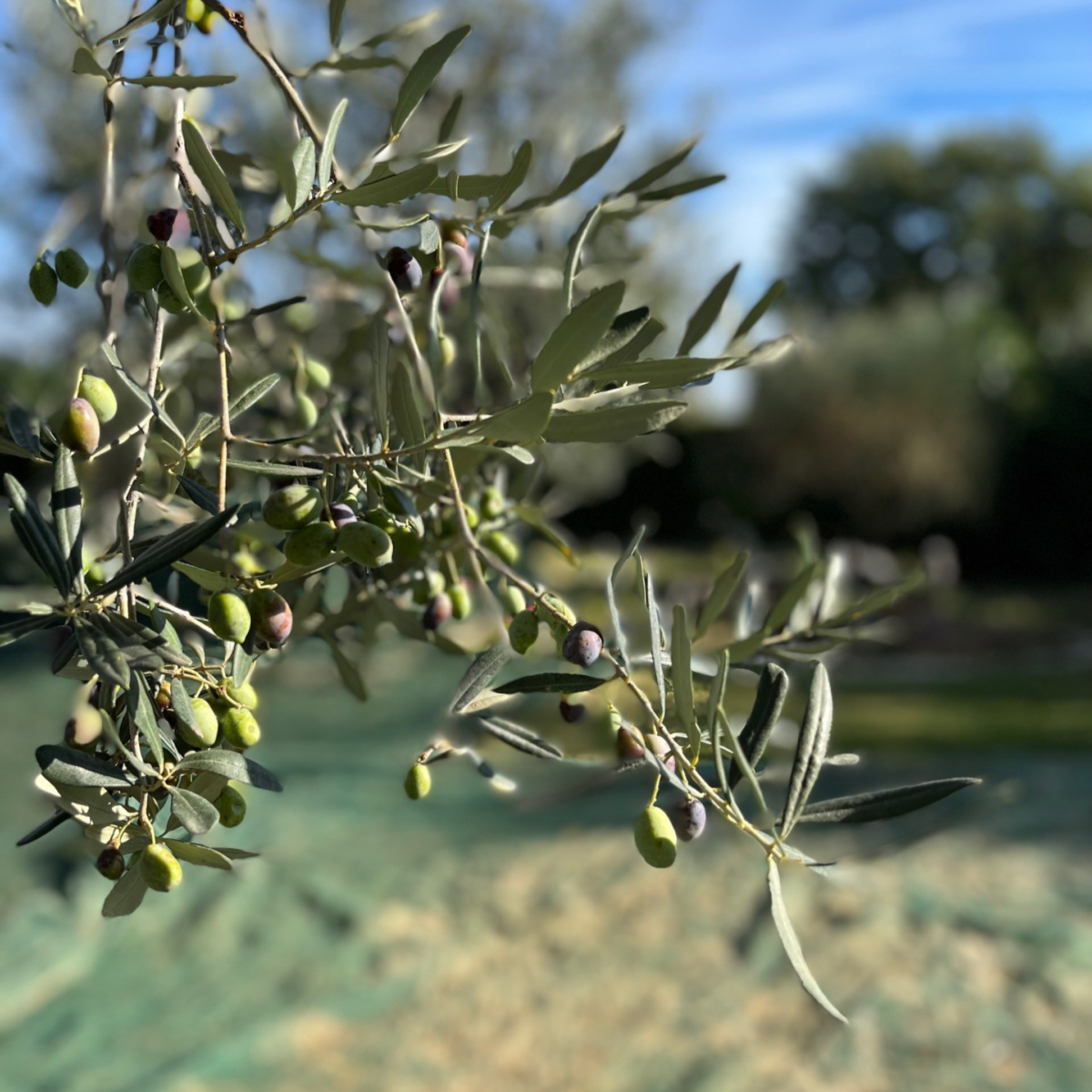 I Picked Olives in Italy and it Strengthened My Optimism in Financial Markets